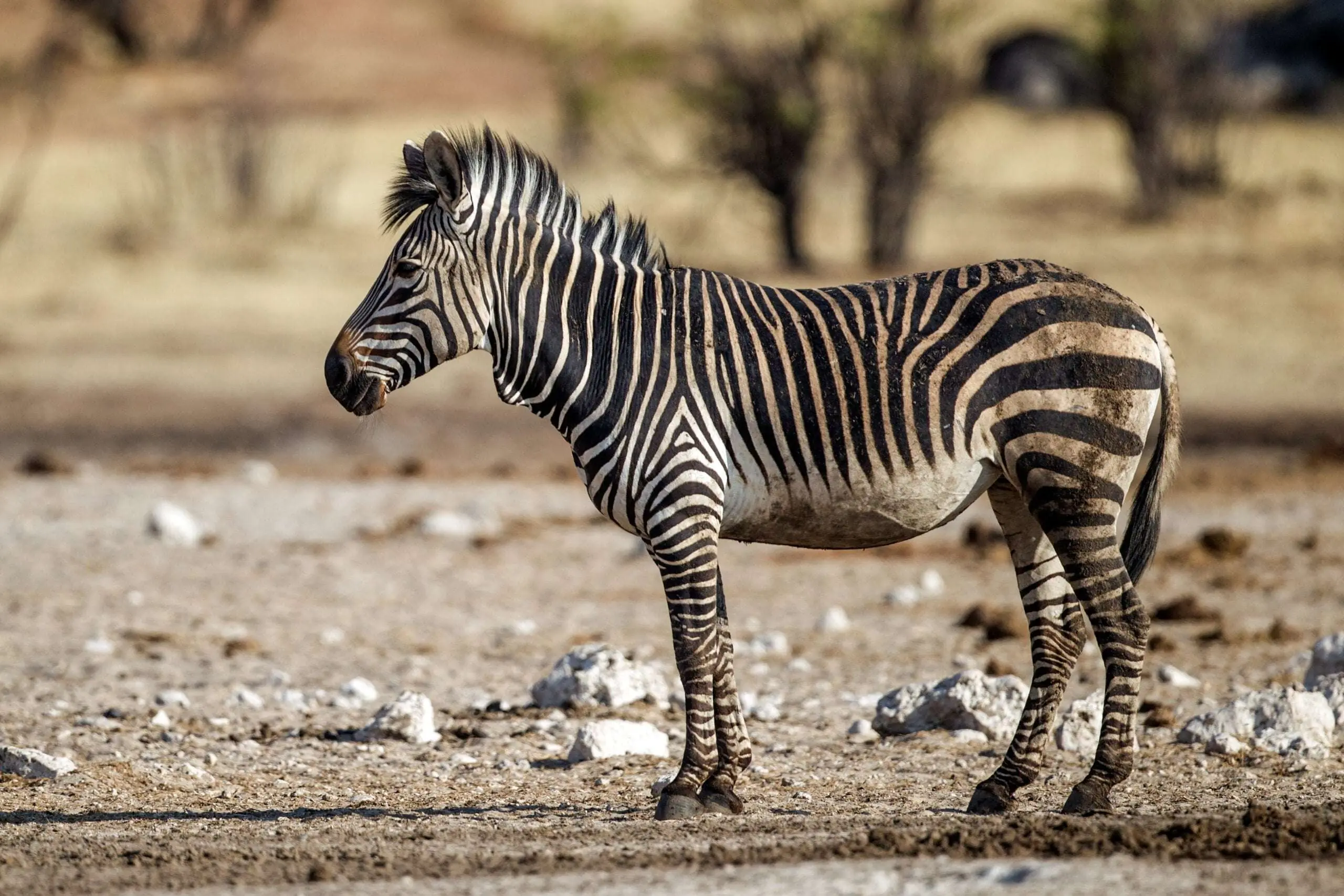 Celebrating International Zebra Day, photo 3