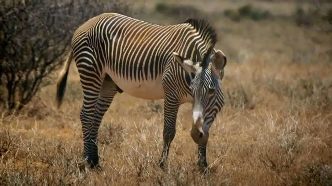Celebrating International Zebra Day, photo 1