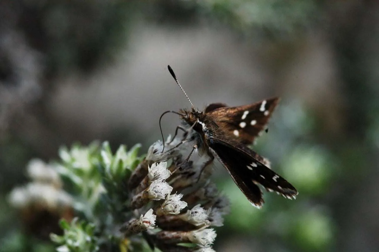 Nature Connect Joins IUCN’s Reverse The Red Movement, photo 3
