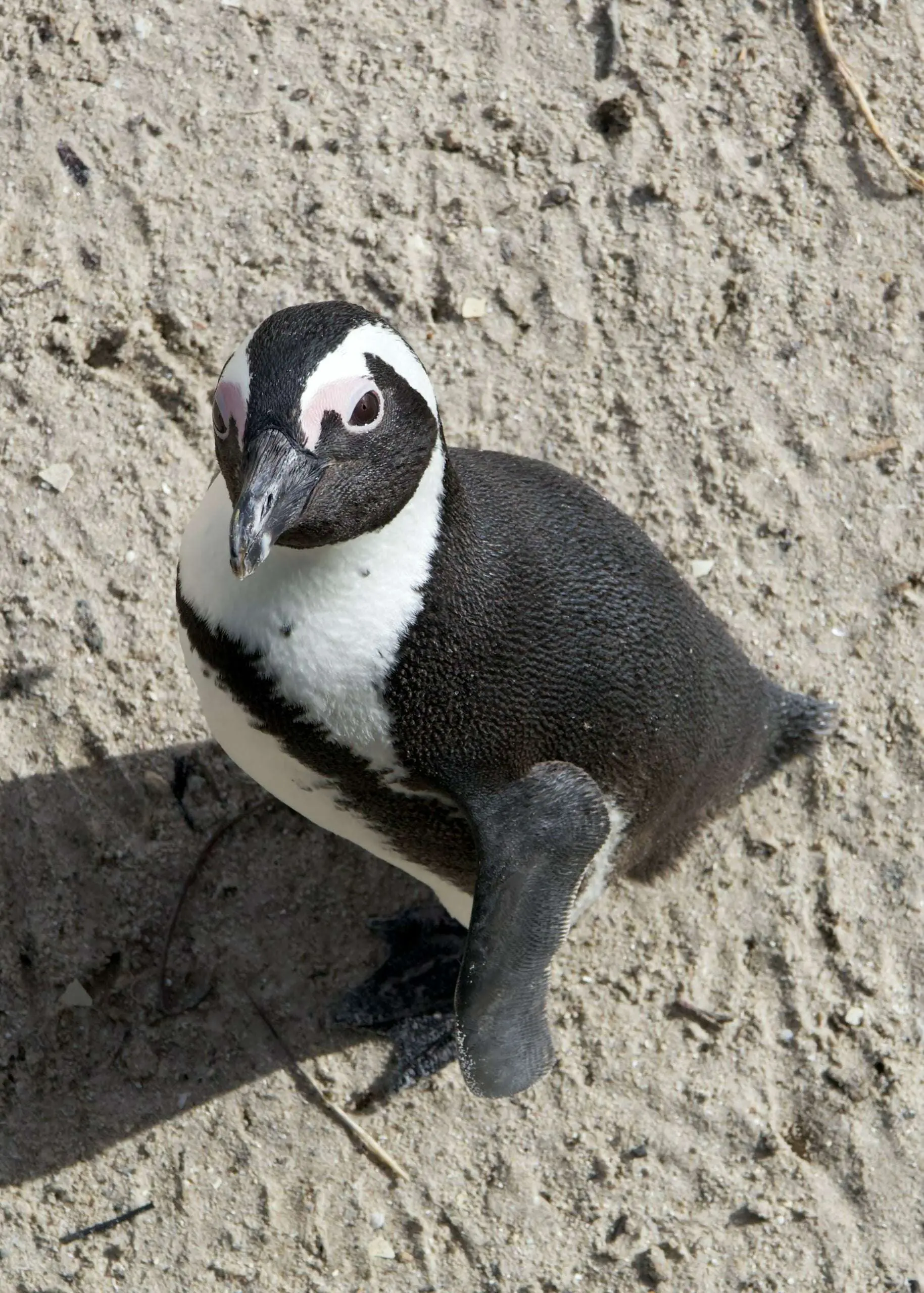 African Penguin