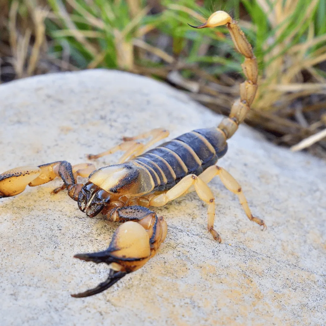 Discovering Cape Town’s Unique Wildlife on World Wildlife Day, photo 7