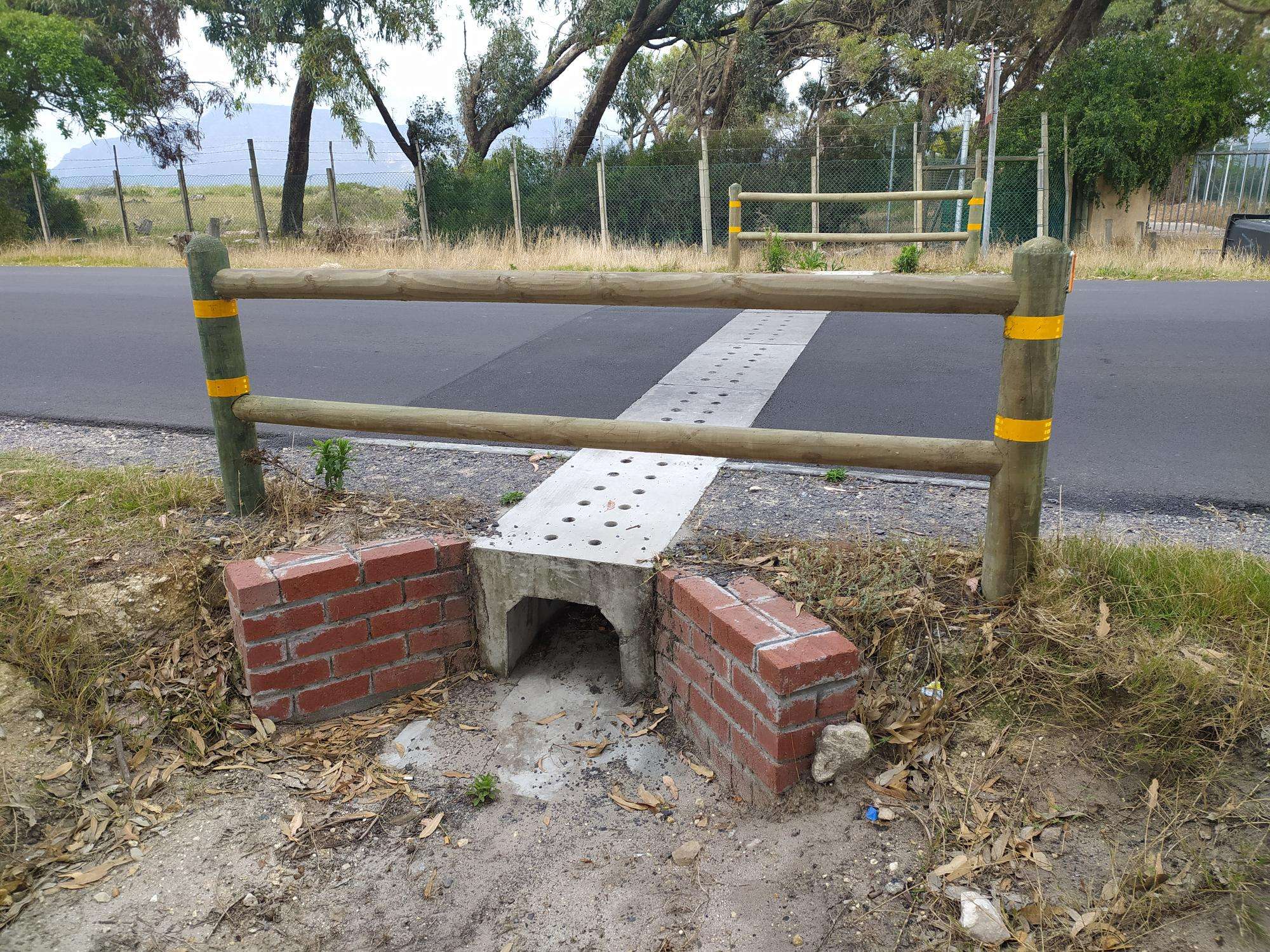 Amphibian Underpass Tunnels: A Boon for Endangered Western Leopard Toads
