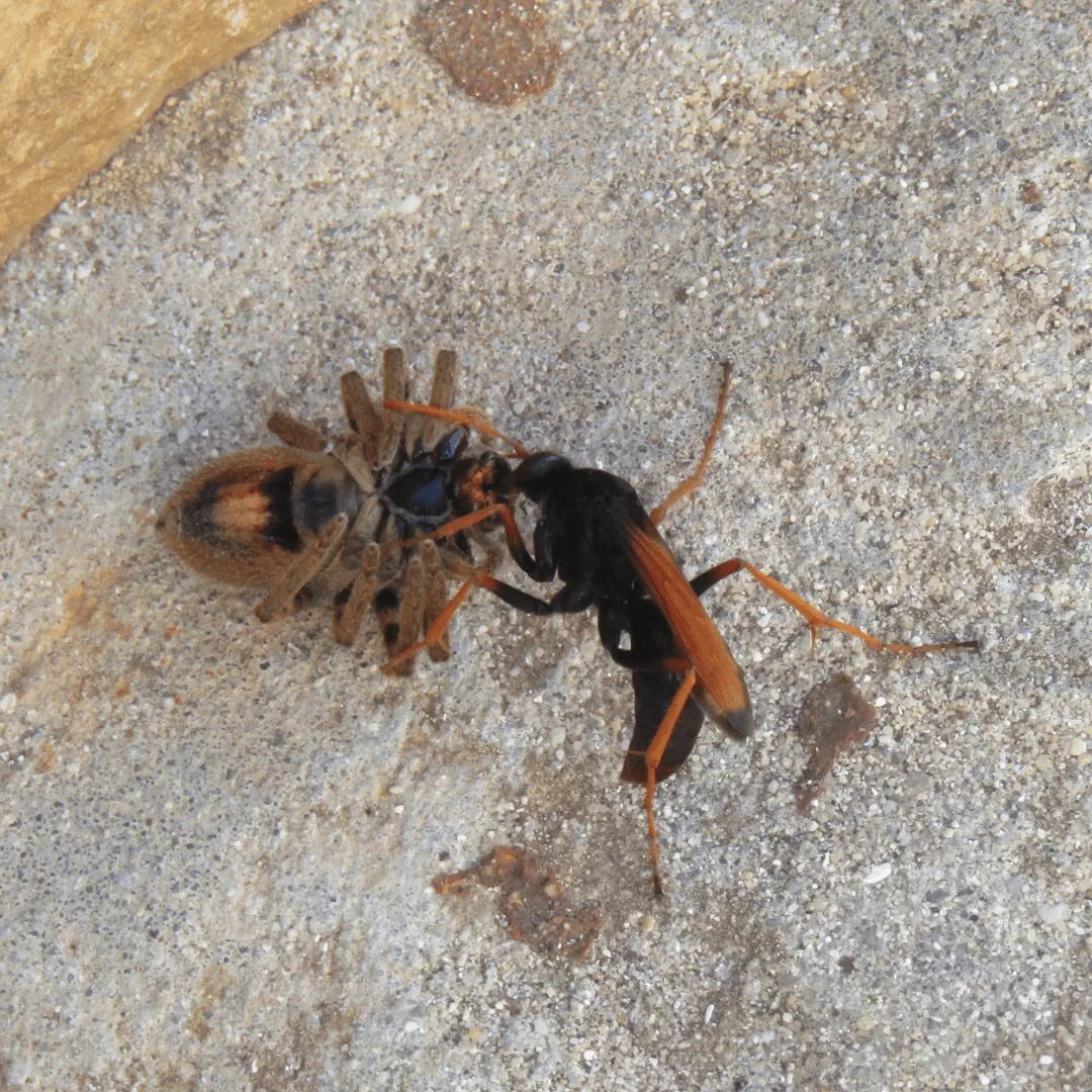 Discovering Cape Town’s Unique Wildlife on World Wildlife Day, photo 8
