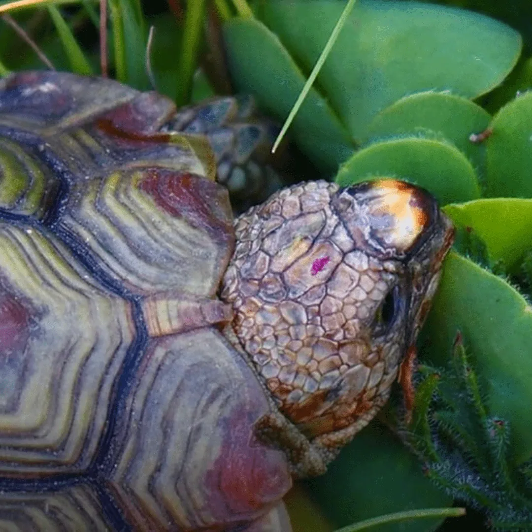 Discovering Cape Town’s Unique Wildlife on World Wildlife Day