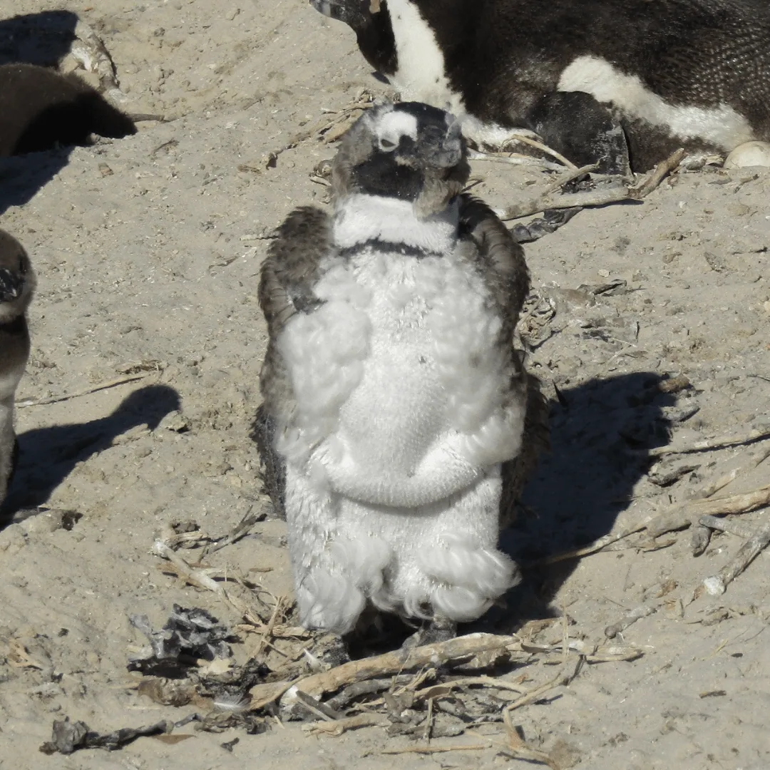 Discovering Cape Town’s Unique Wildlife on World Wildlife Day, photo 9