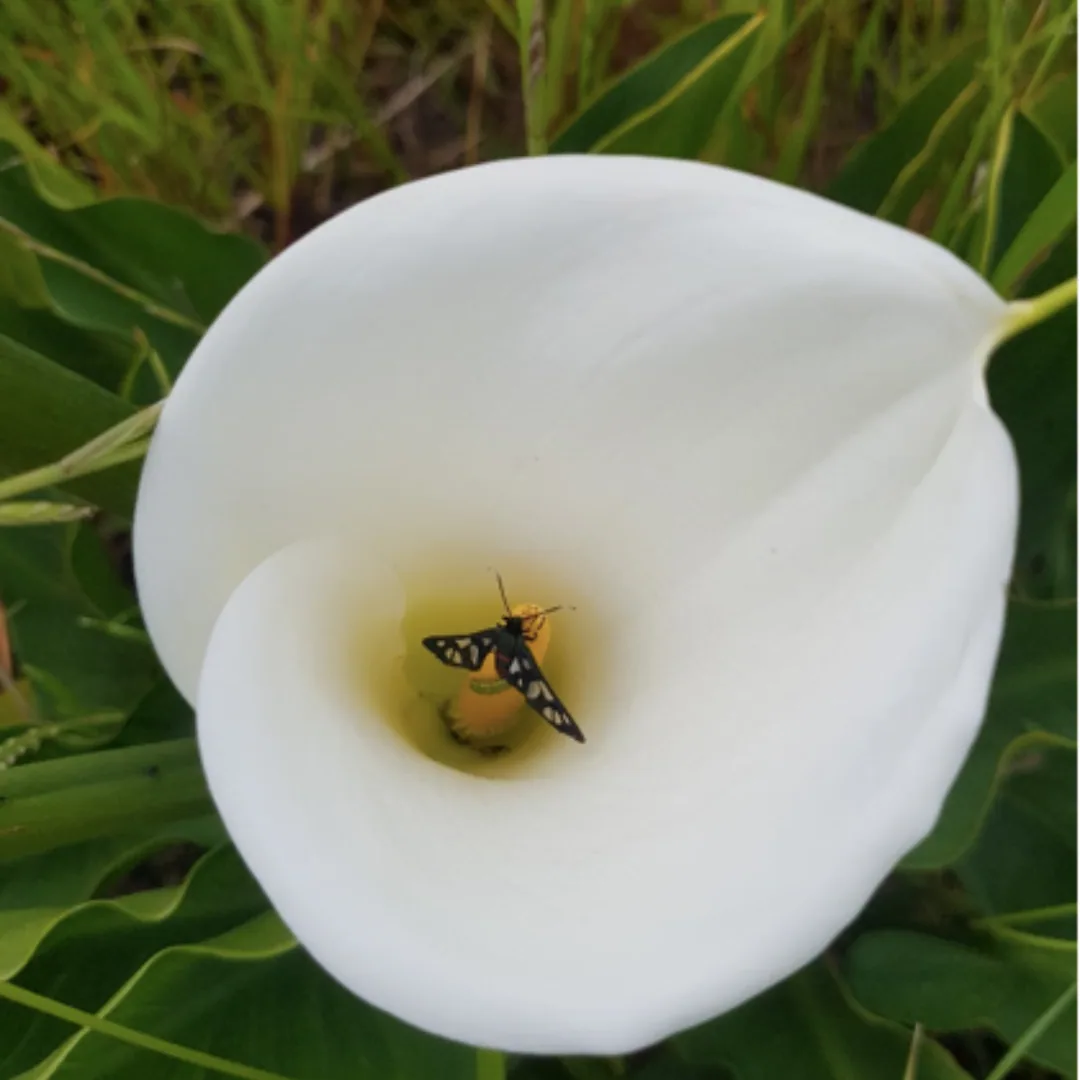 Discovering Cape Town’s Unique Wildlife on World Wildlife Day, photo 1
