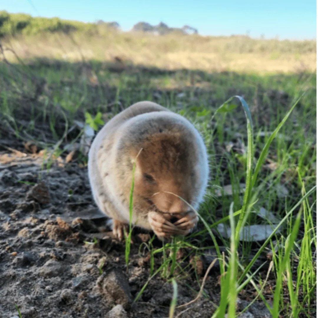 Discovering Cape Town’s Unique Wildlife on World Wildlife Day, photo 2