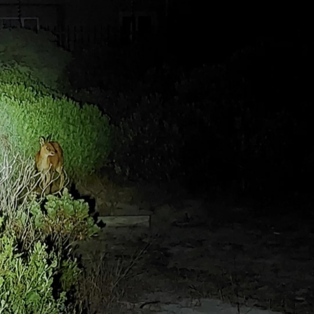 Discovering Cape Town’s Unique Wildlife on World Wildlife Day, photo 6