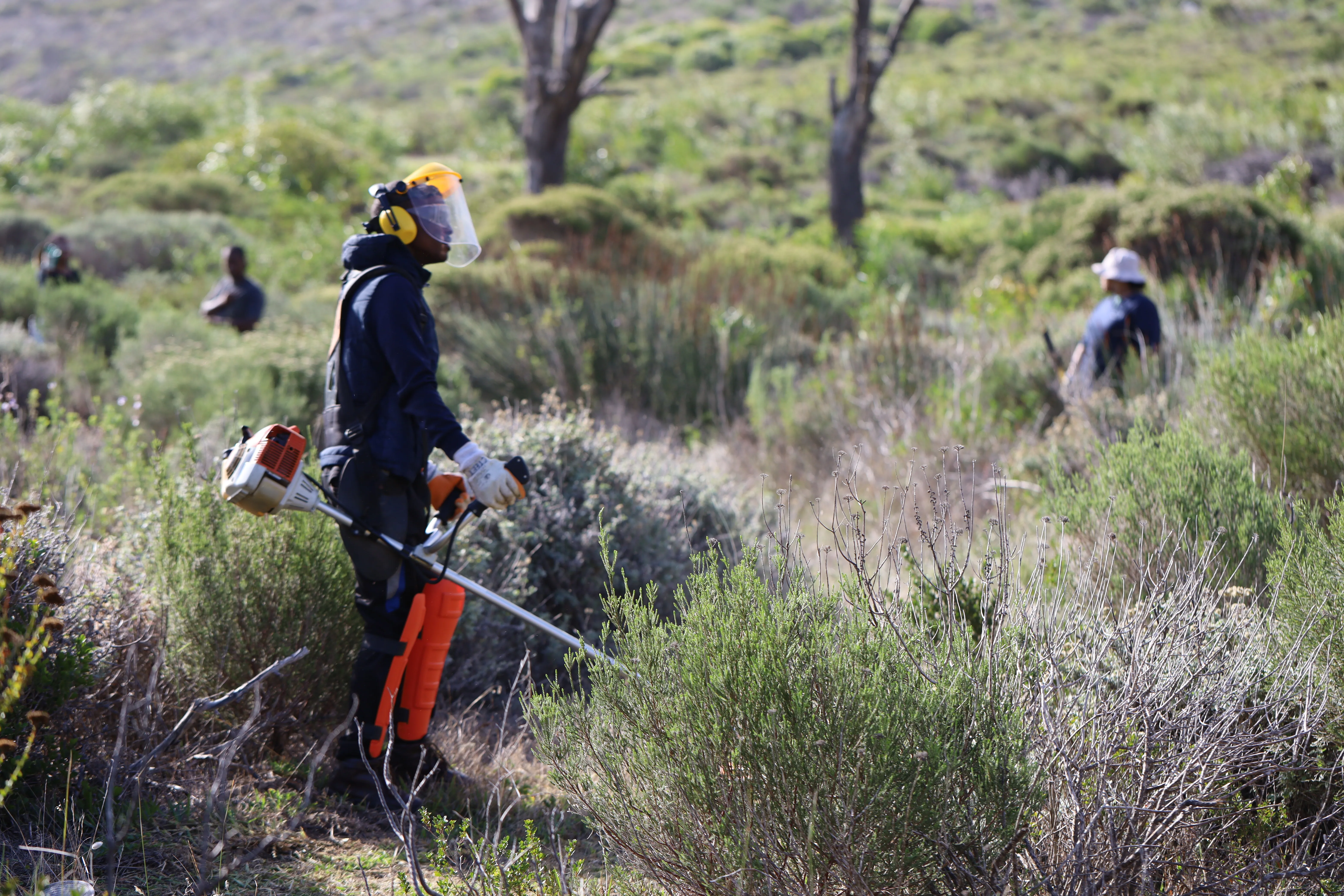 Green Skills for All: Interns Unite to Revive the Glencairn Labyrinth, photo 22