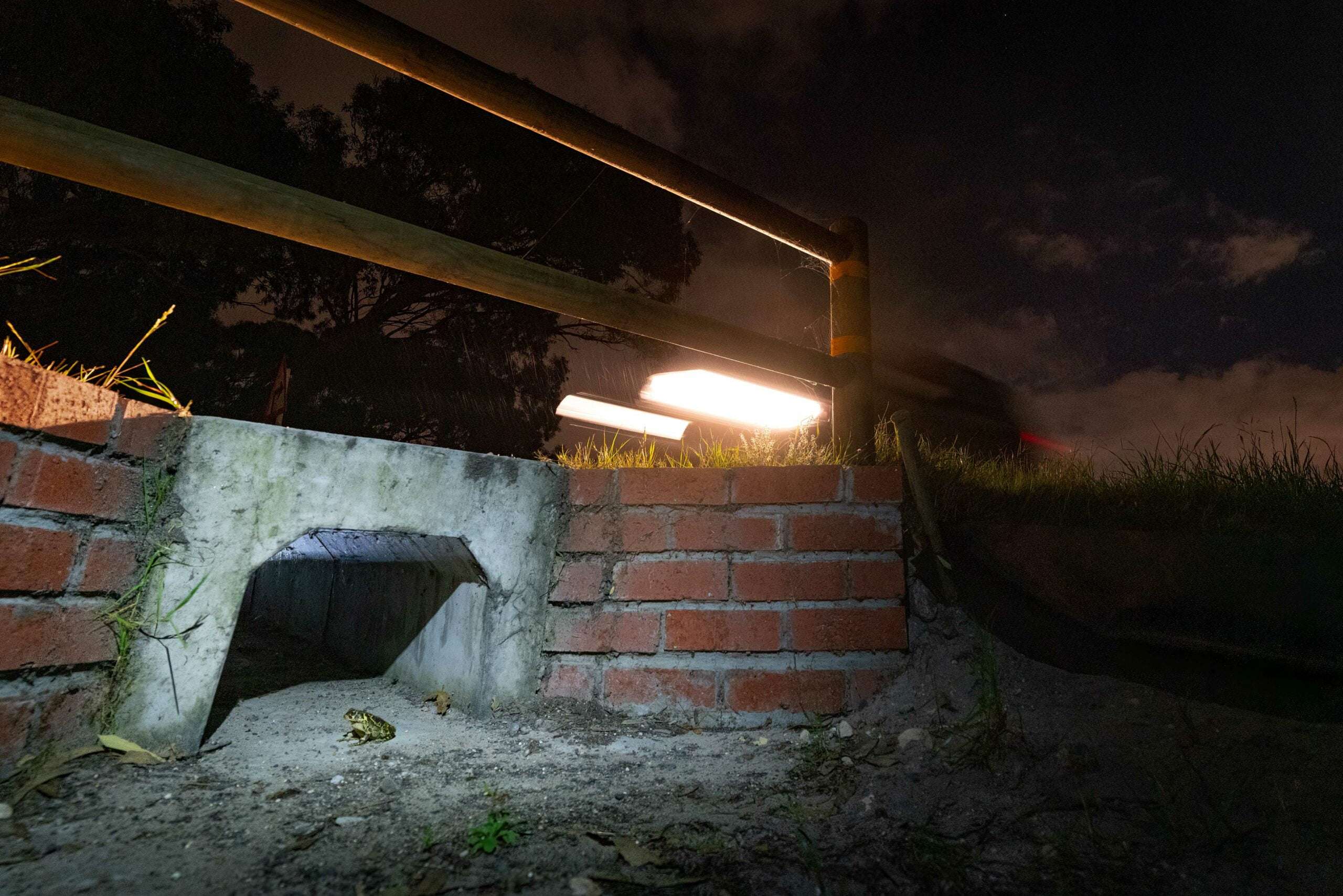 Amphibian Underpass Tunnels: A Boon for Endangered Western Leopard Toads, photo 1