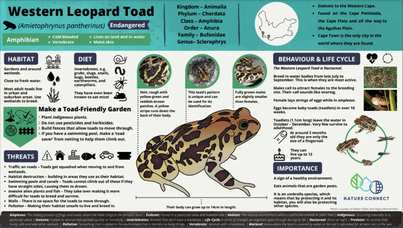 Amphibian Underpass Tunnels: A Boon for Endangered Western Leopard Toads, photo 2