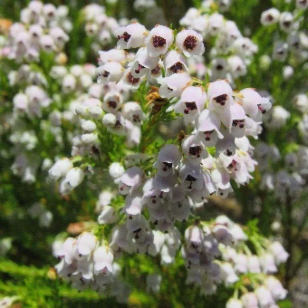 Plant Appreciation Day: Celebrating the Natural Gift and Urging Conservation Efforts, photo 1