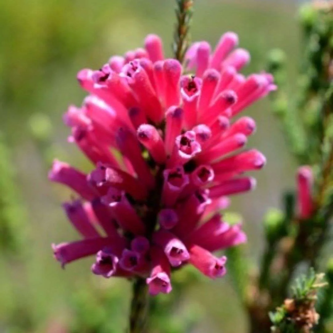 Plant Appreciation Day: Celebrating the Natural Gift and Urging Conservation Efforts, photo 2
