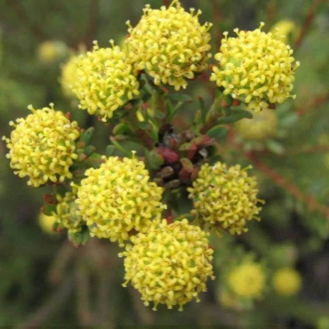 Plant Appreciation Day: Celebrating the Natural Gift and Urging Conservation Efforts, photo 3