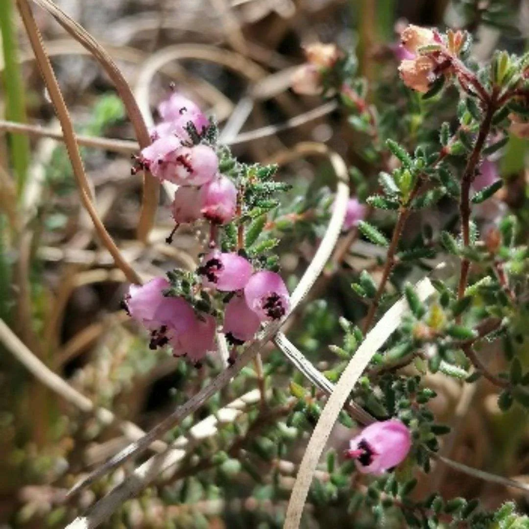 Plant Appreciation Day: Celebrating the Natural Gift and Urging Conservation Efforts, photo 4