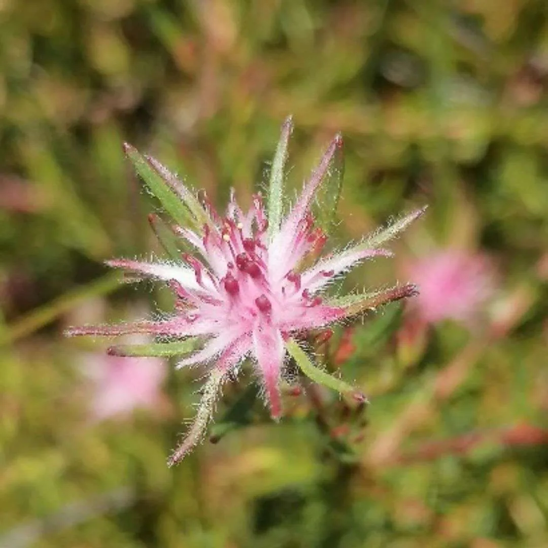 Plant Appreciation Day: Celebrating the Natural Gift and Urging Conservation Efforts, photo 5
