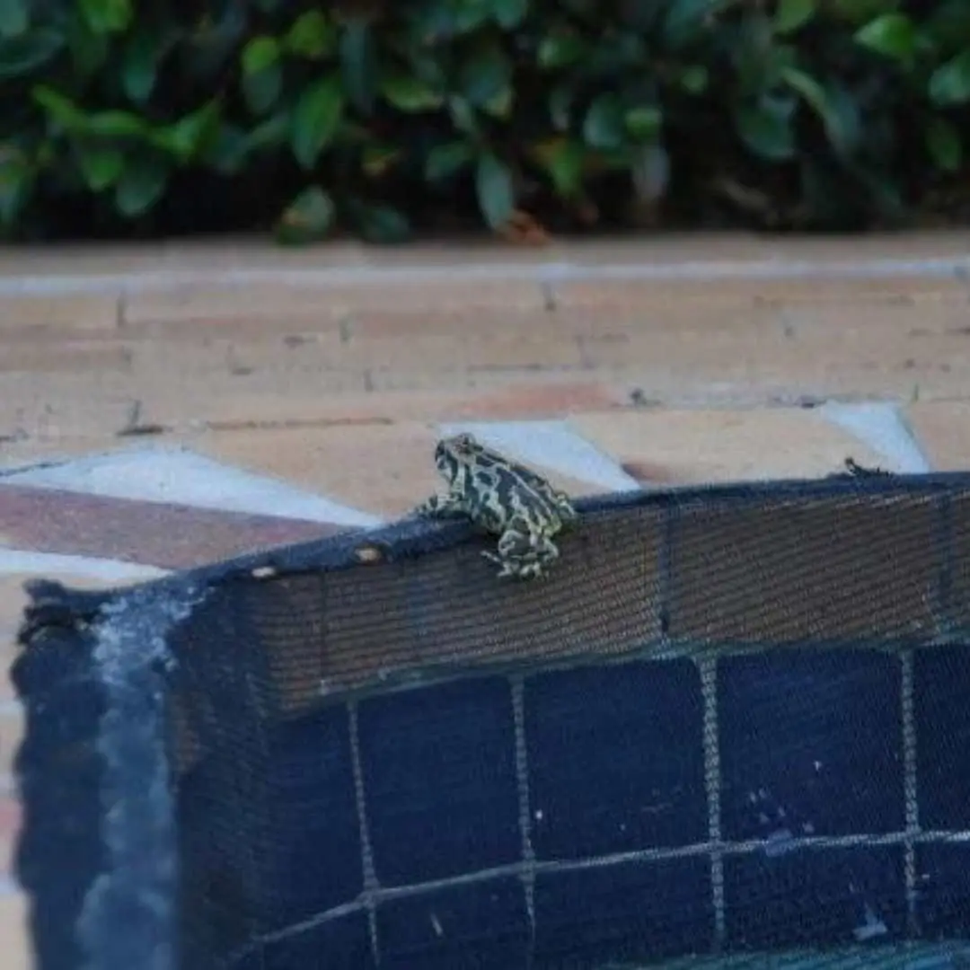 Save The Frogs Day: Protecting Endangered Western Leopard Toads with Amphibian Tunnels, photo 2
