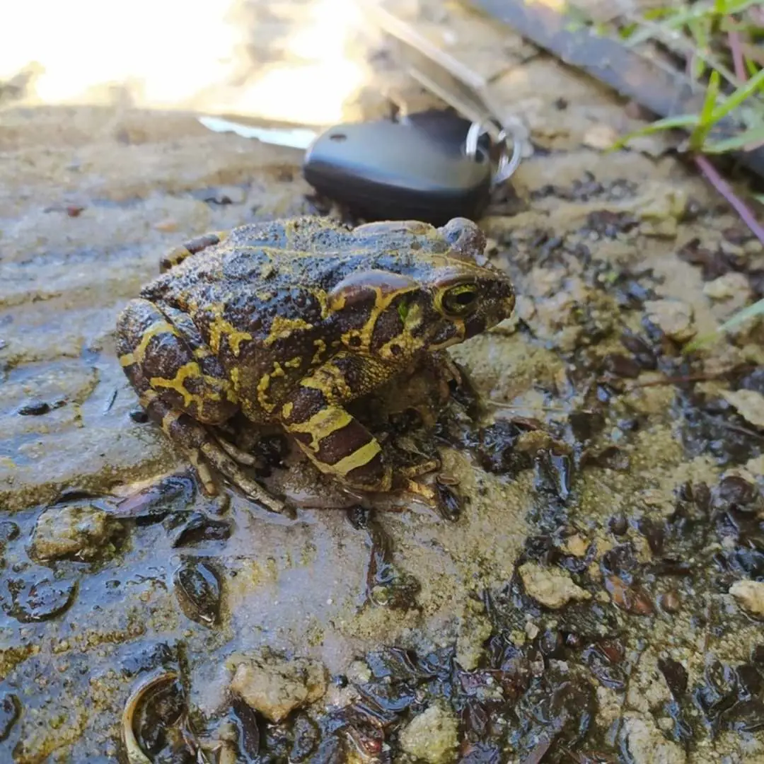 Save The Frogs Day: Protecting Endangered Western Leopard Toads with Amphibian Tunnels, photo 3