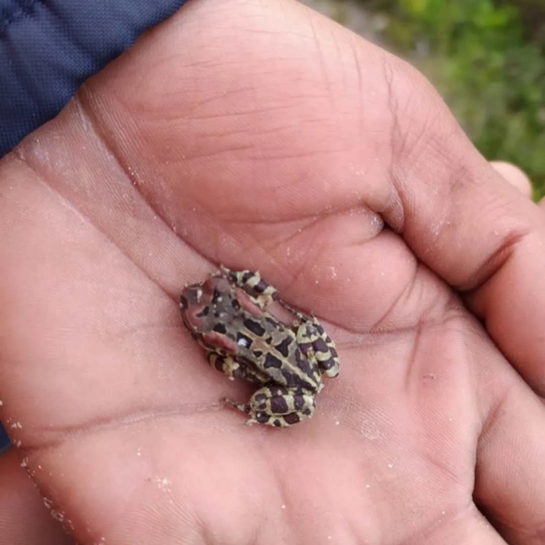 Save The Frogs Day: Protecting Endangered Western Leopard Toads with Amphibian Tunnels, photo 4