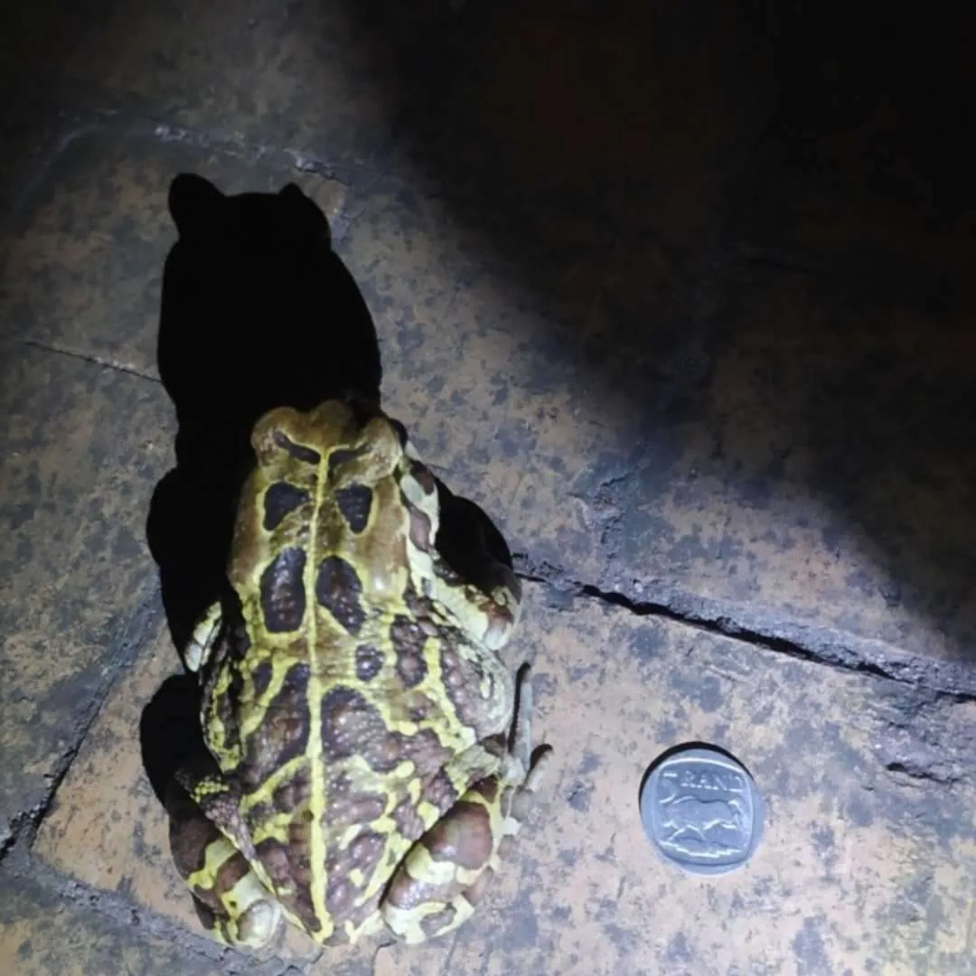Save The Frogs Day: Protecting Endangered Western Leopard Toads with Amphibian Tunnels, photo 5