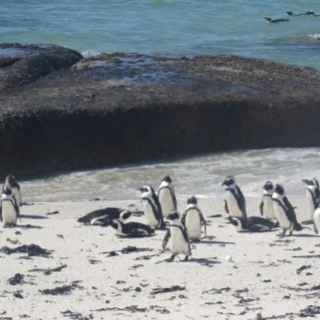 From Boulders Beach to the Iceberg Alley: We are Celebrating World Penguin Day in South Africa and Beyond, photo 4