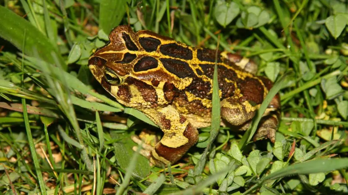 Save The Frogs Day: Protecting Endangered Western Leopard Toads with Amphibian Tunnels