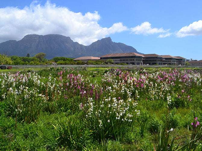 Plant Appreciation Day: Celebrating the Natural Gift and Urging Conservation Efforts