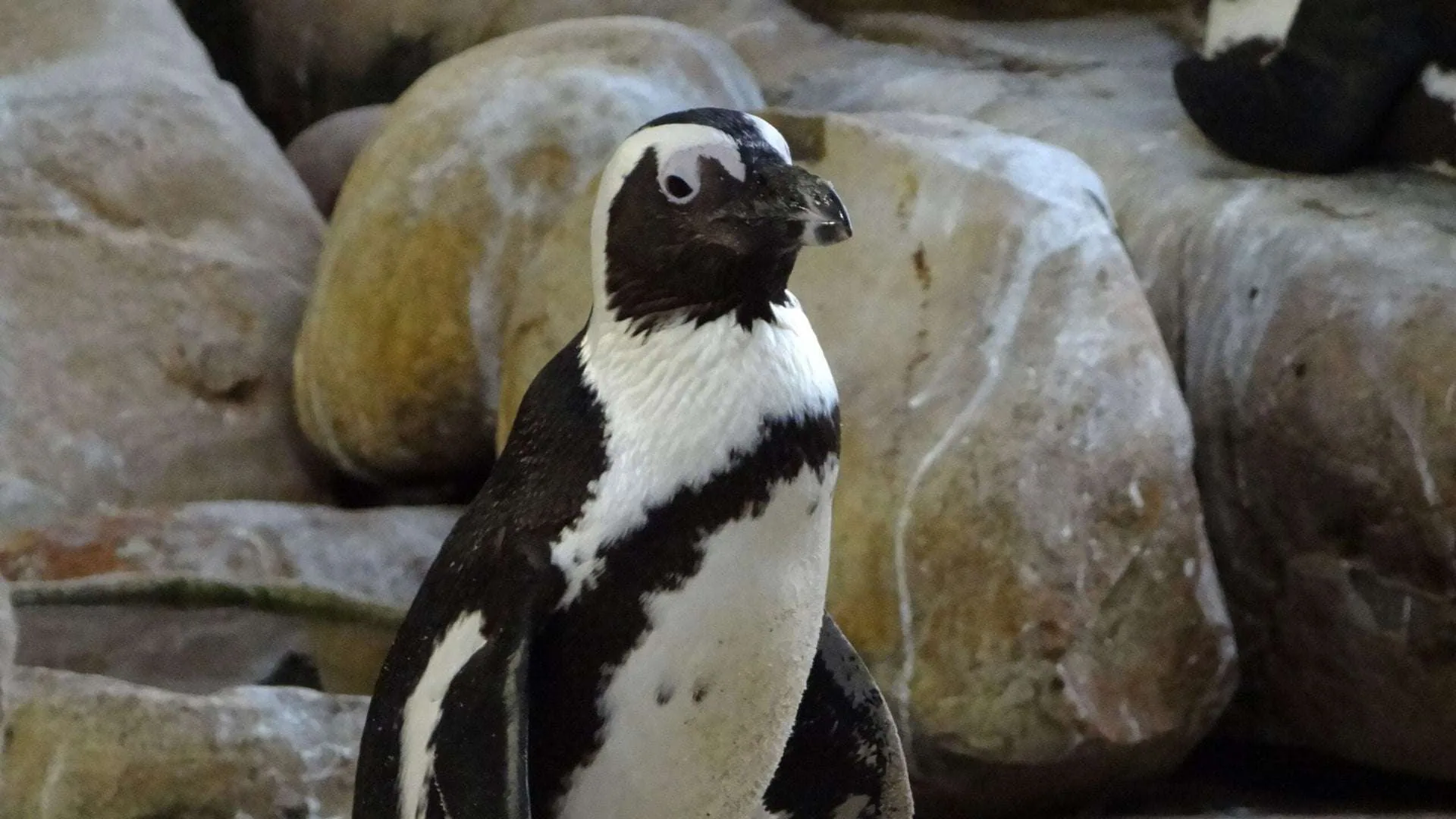 From Boulders Beach to the Iceberg Alley: We are Celebrating World Penguin Day in South Africa and Beyond