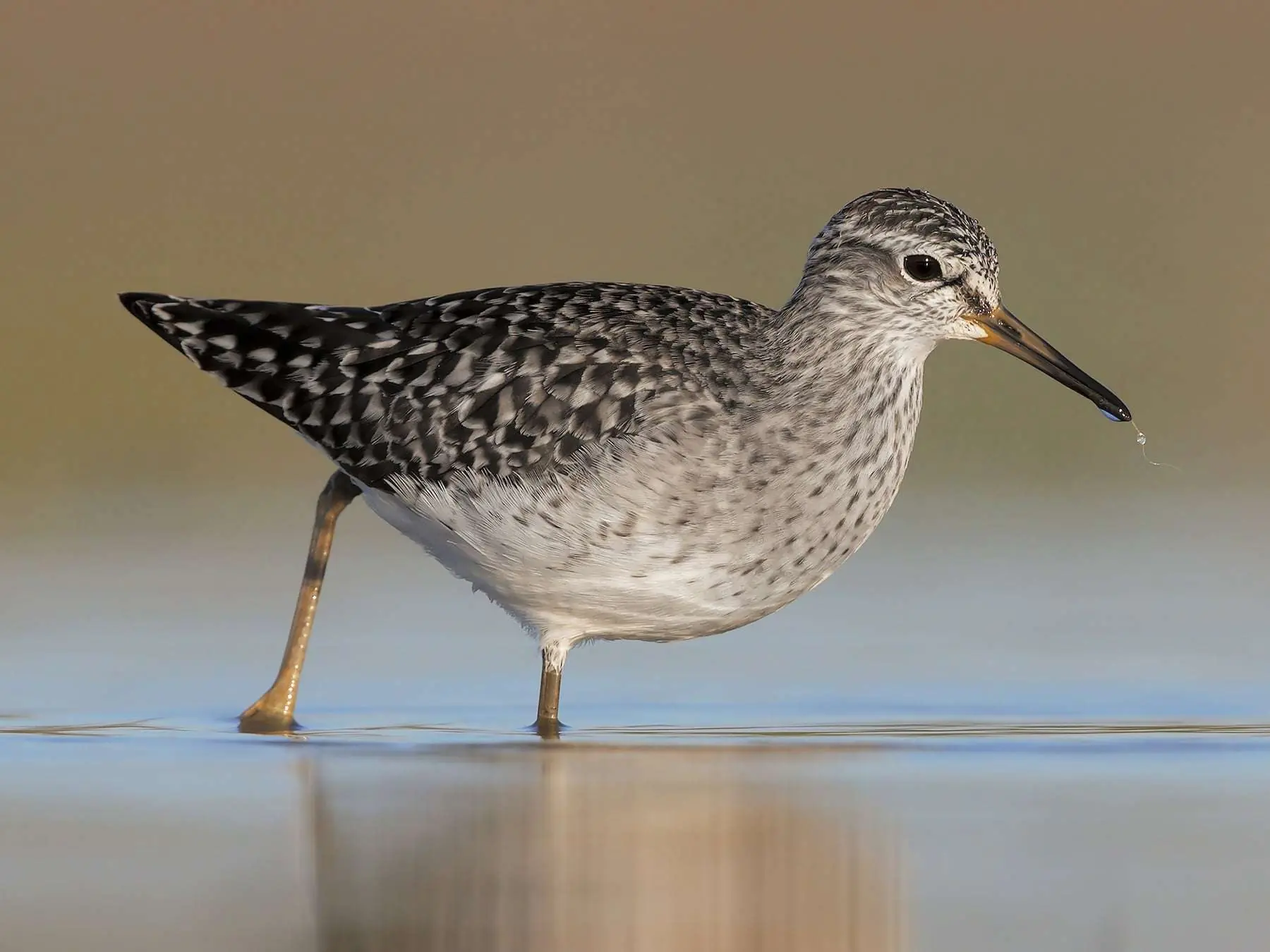 Preserving Water Resources: Celebrating World Migratory Bird Day (WMBD)