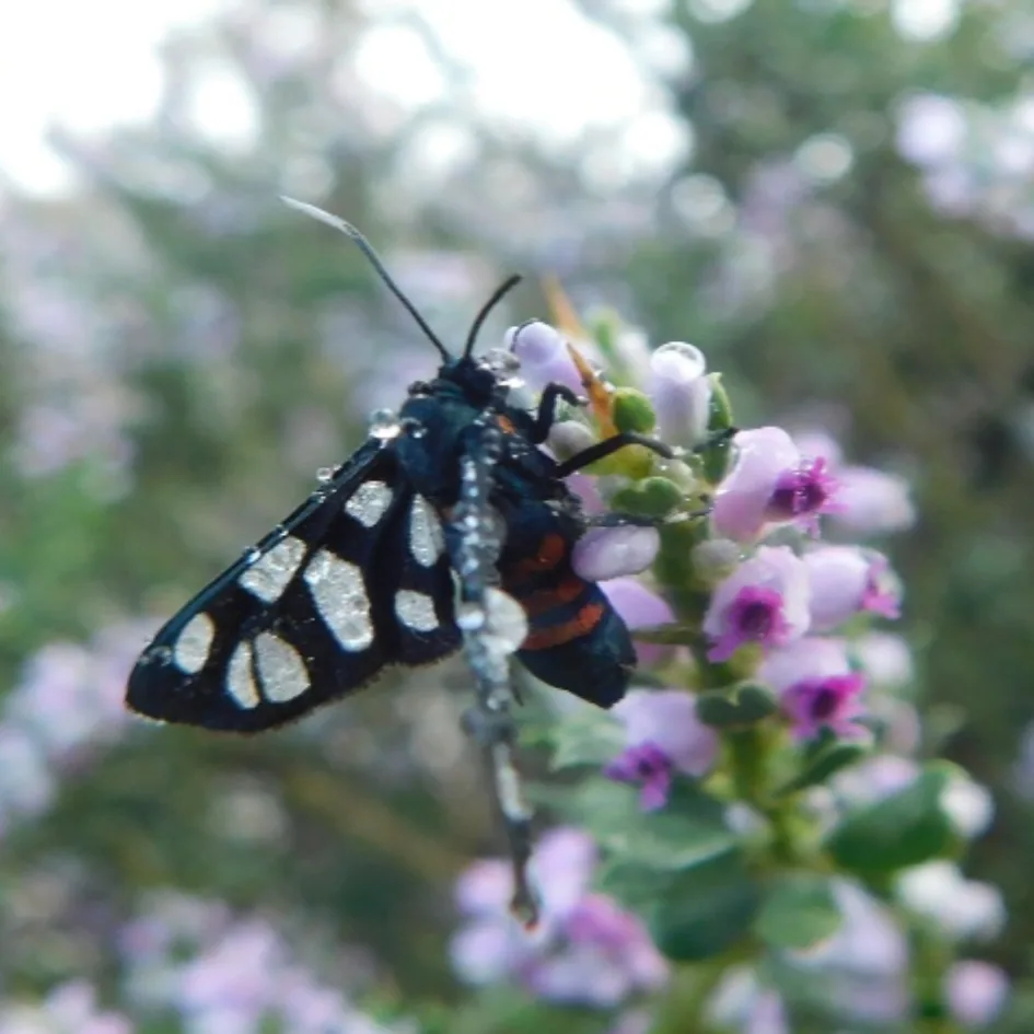 City Nature Challenge 2023: Milnerton Racecourse Conservation Area, photo 6