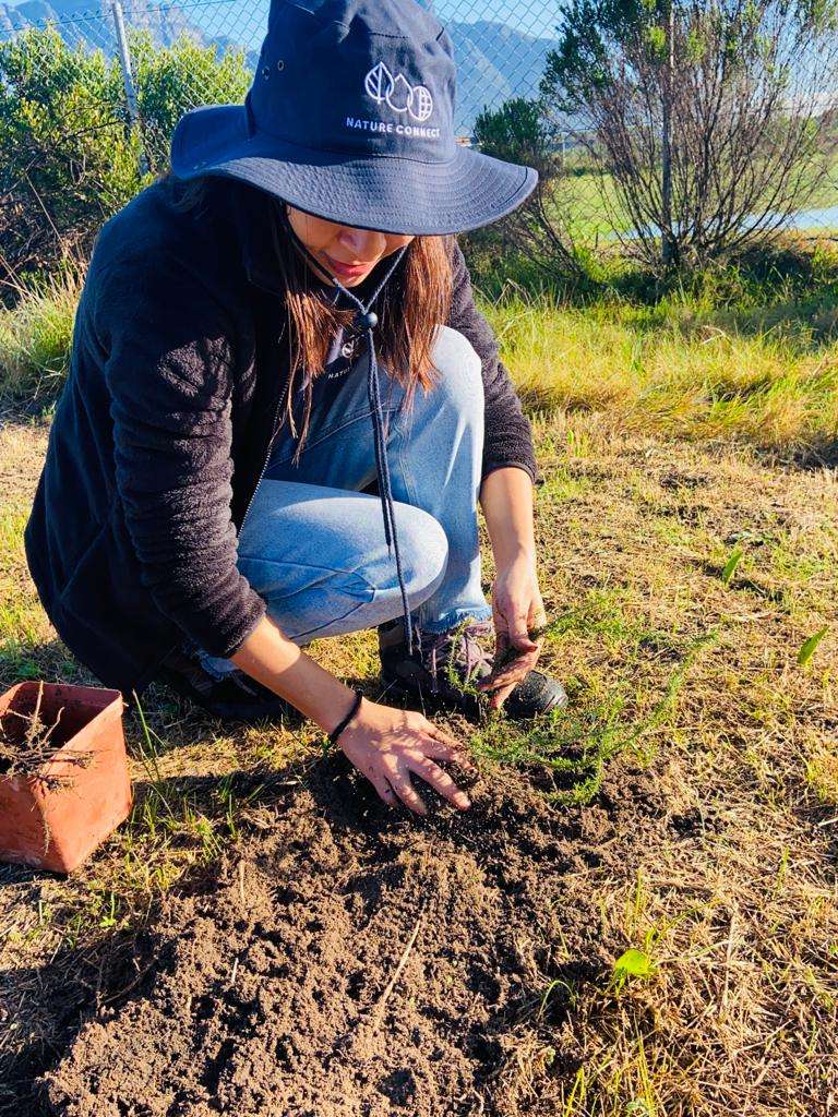 Kenilworth Racecourse Conservation Area Restores Sand Plain Fynbos for Make A Difference Week with SER Africa, photo 2