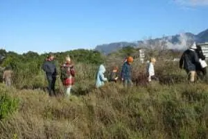 Biodiversity in the City – The City Nature Challenge: Cape Town 2023, photo 7