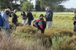 Biodiversity in the City – The City Nature Challenge: Cape Town 2023, photo 12