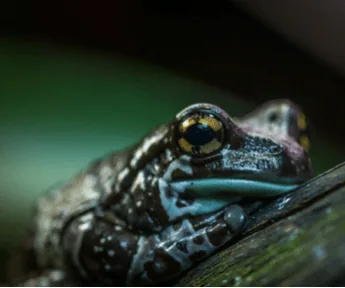 Celebrating World Rainforest Day, photo 4