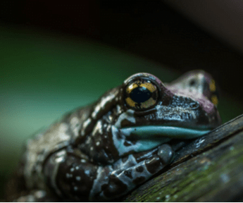 Celebrating World Rainforest Day, photo 4