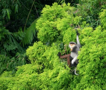 Celebrating World Rainforest Day, photo 2