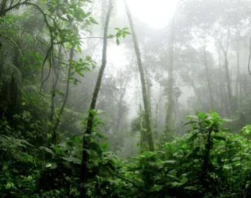 Celebrating World Rainforest Day, photo 3