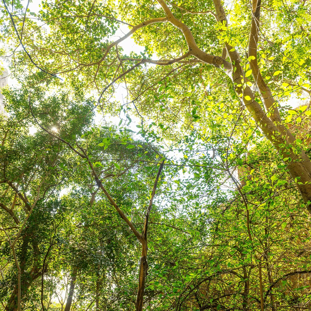 Celebrating World Rainforest Day