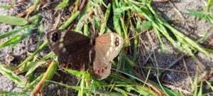 Biodiversity in the City – The City Nature Challenge: Cape Town 2023, photo 1