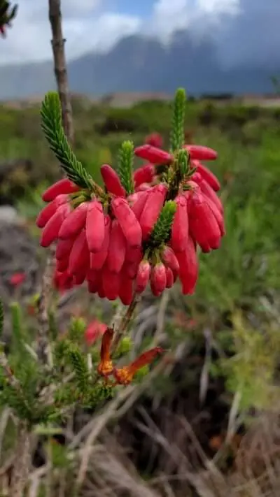 Biodiversity in the City – The City Nature Challenge: Cape Town 2023, photo 3