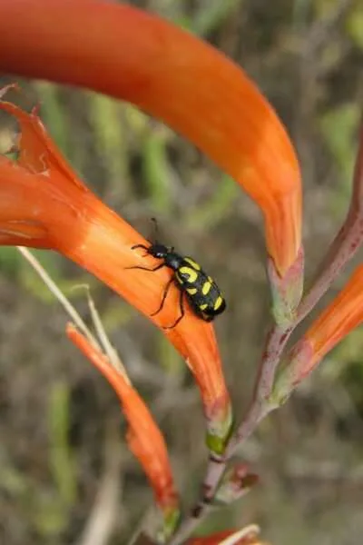 Biodiversity in the City – The City Nature Challenge: Cape Town 2023, photo 14
