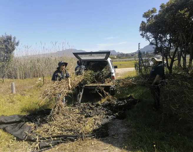 Managing Invasive Alien Plants at Kenilworth Racecourse Conservation Area