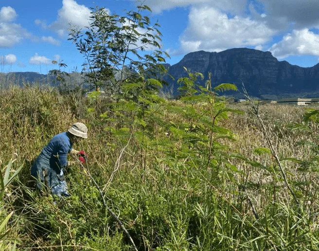 Managing Invasive Alien Plants at Kenilworth Racecourse Conservation Area, photo 1