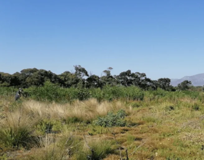 Managing Invasive Alien Plants at Kenilworth Racecourse Conservation Area, photo 2