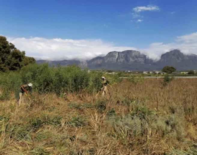 Managing Invasive Alien Plants at Kenilworth Racecourse Conservation Area, photo 3