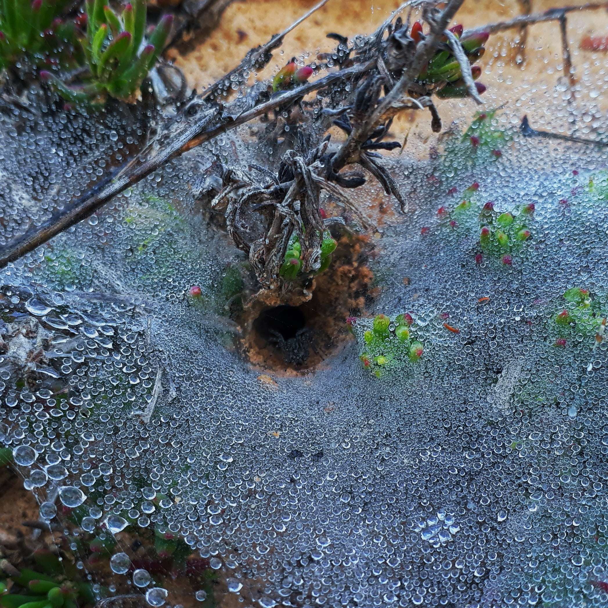 World Nature Conservation Day: A Day to appreciate the ultimate artwork, photo 1