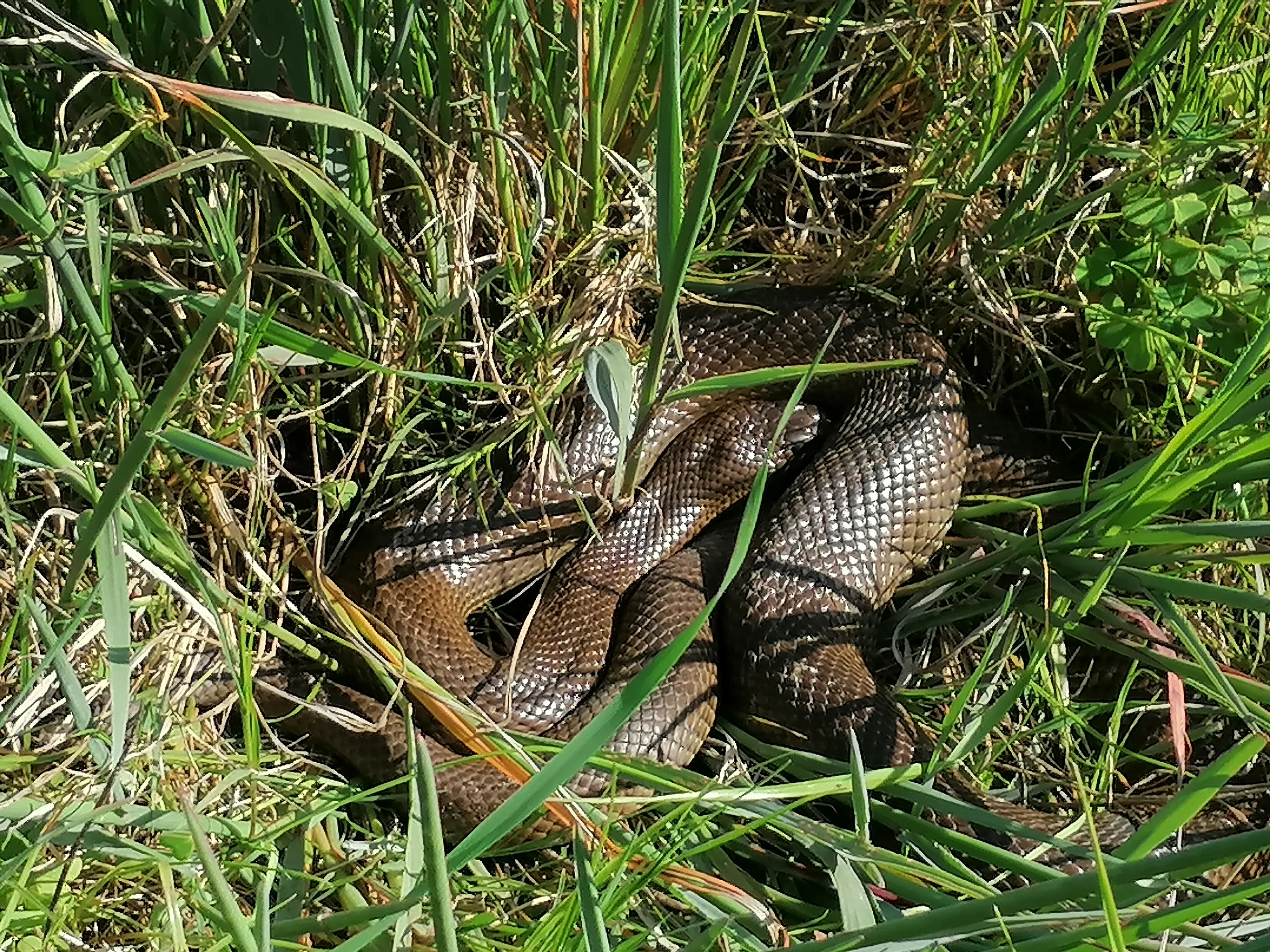 World Ssssssnake Day: 16th July 2023, photo 1