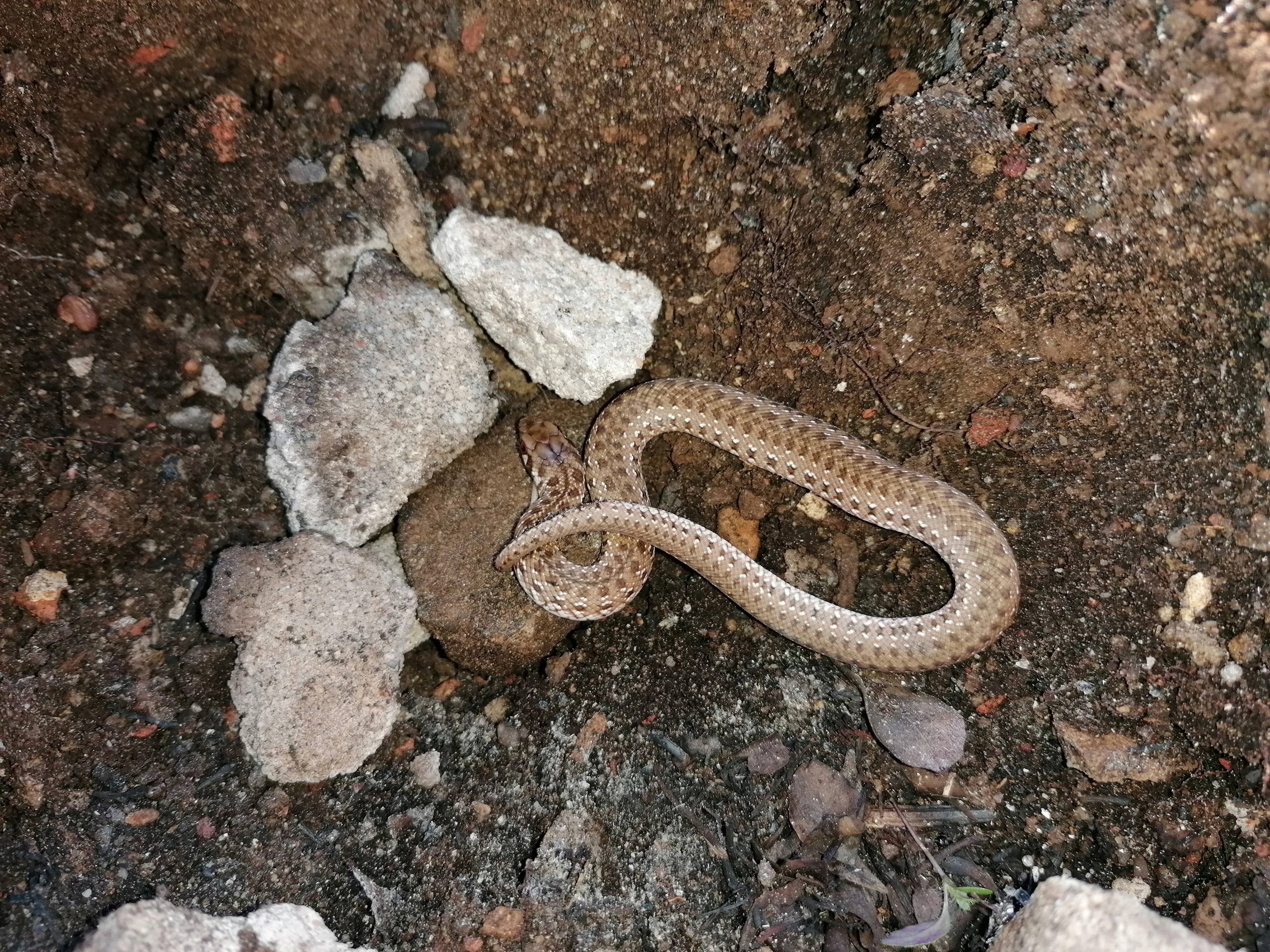 World Ssssssnake Day: 16th July 2023, photo 2