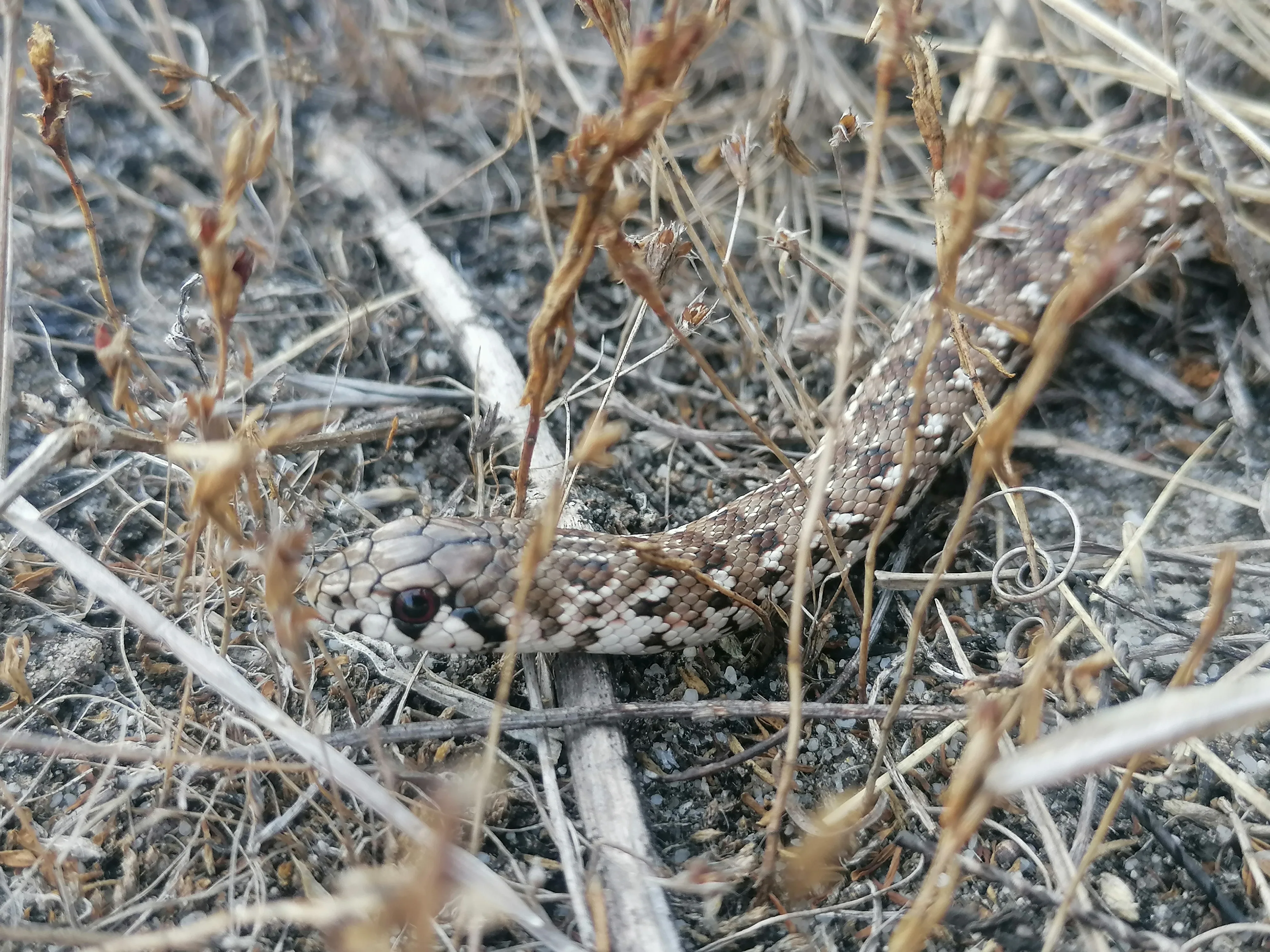 World Ssssssnake Day: 16th July 2023, photo 3