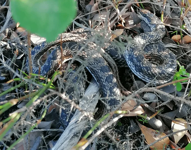 World Ssssssnake Day: 16th July 2023